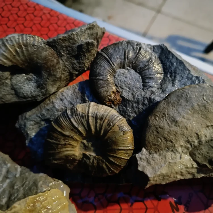 Ammonites Du Barremien Ammonites G Oforum