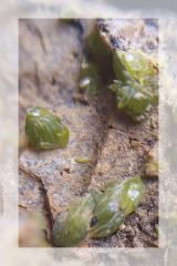 pyromorphite Beaujolais