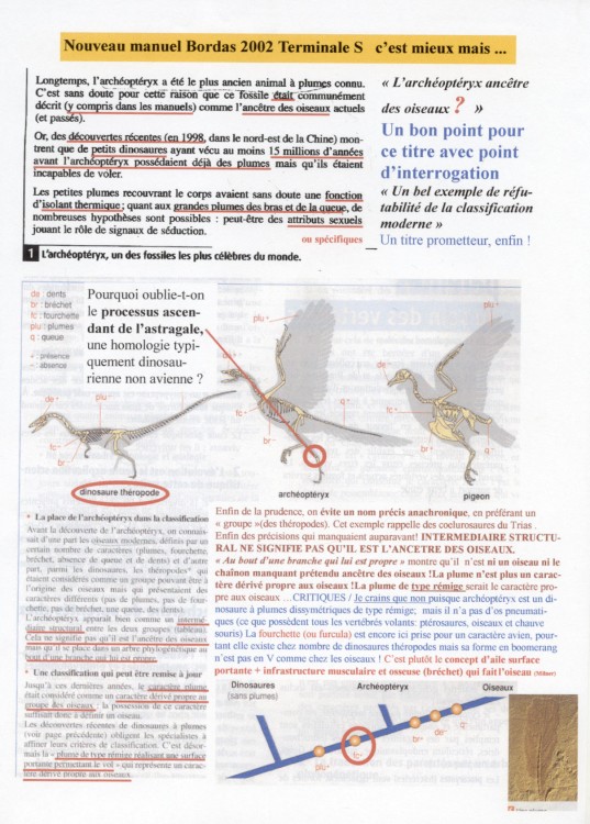 Est-ce que la chauve-souris est un oiseau ? Ambre, 11 ans - Images Doc