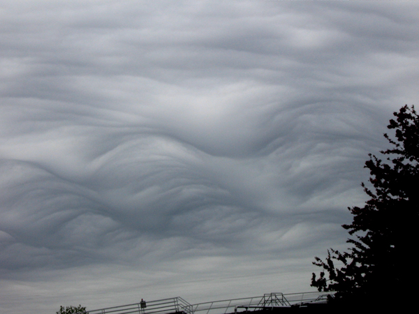 asperatus2.jpg