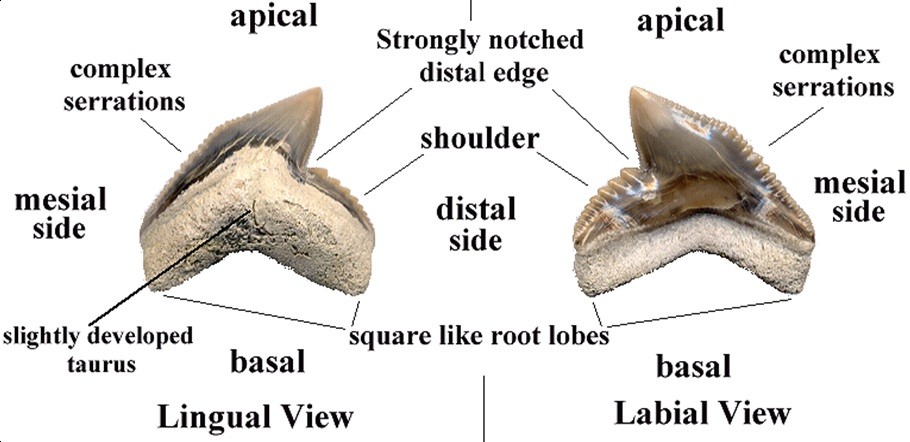 post-6152-1285517687_thumb.jpg