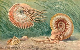 Heinrich Harder's -Ammonoid.jpg