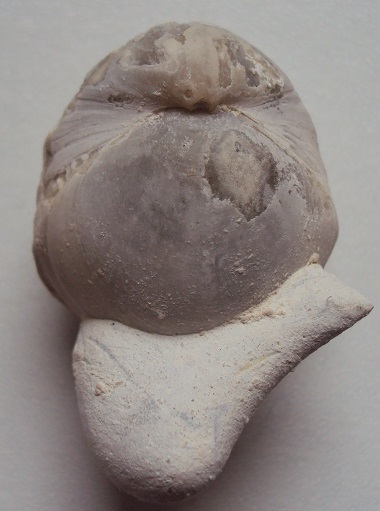 bivalve1.JPG