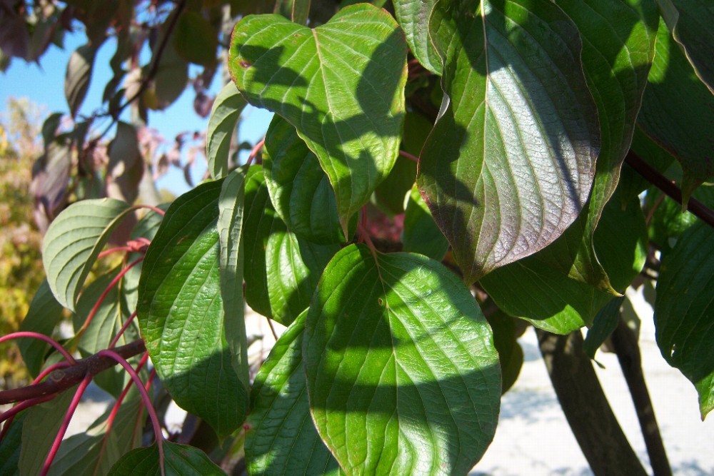 1247-Cornus-controversa-Pagode[1].jpg