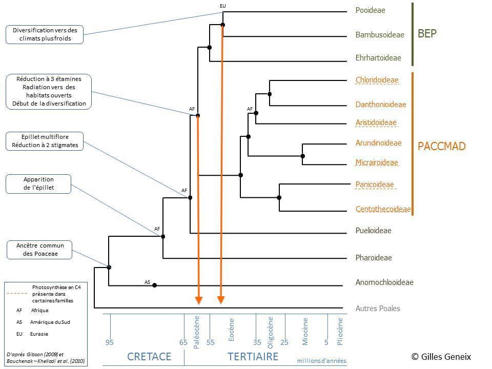 Phylogenie.jpg