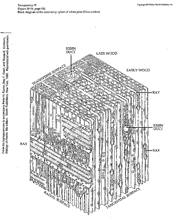 botun12f.gif