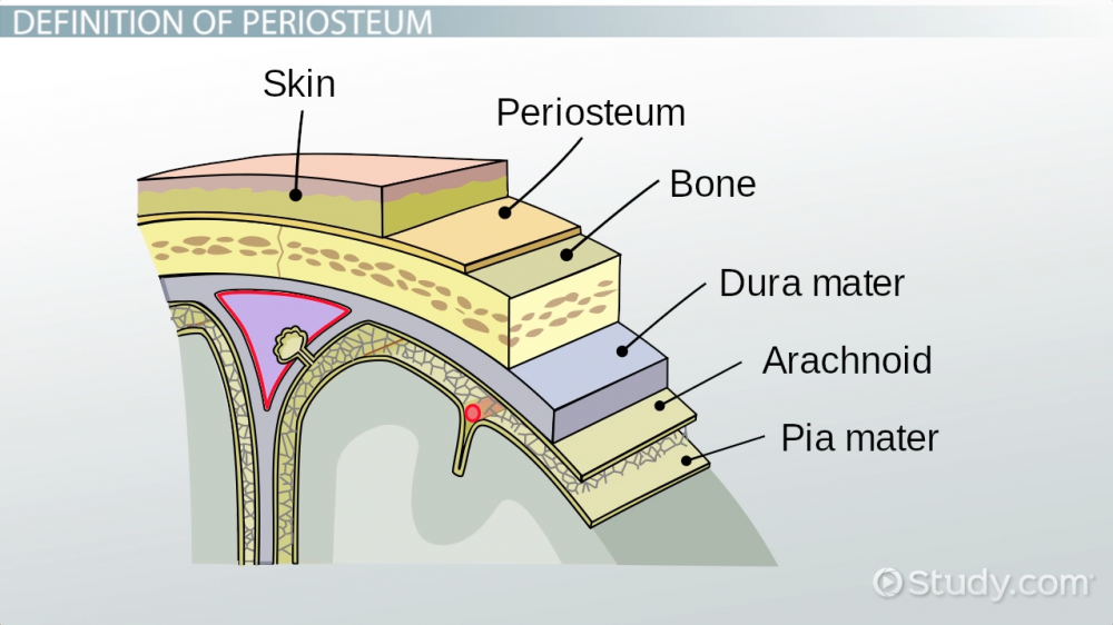 periosteum-of-bone-definition-function_123243.png