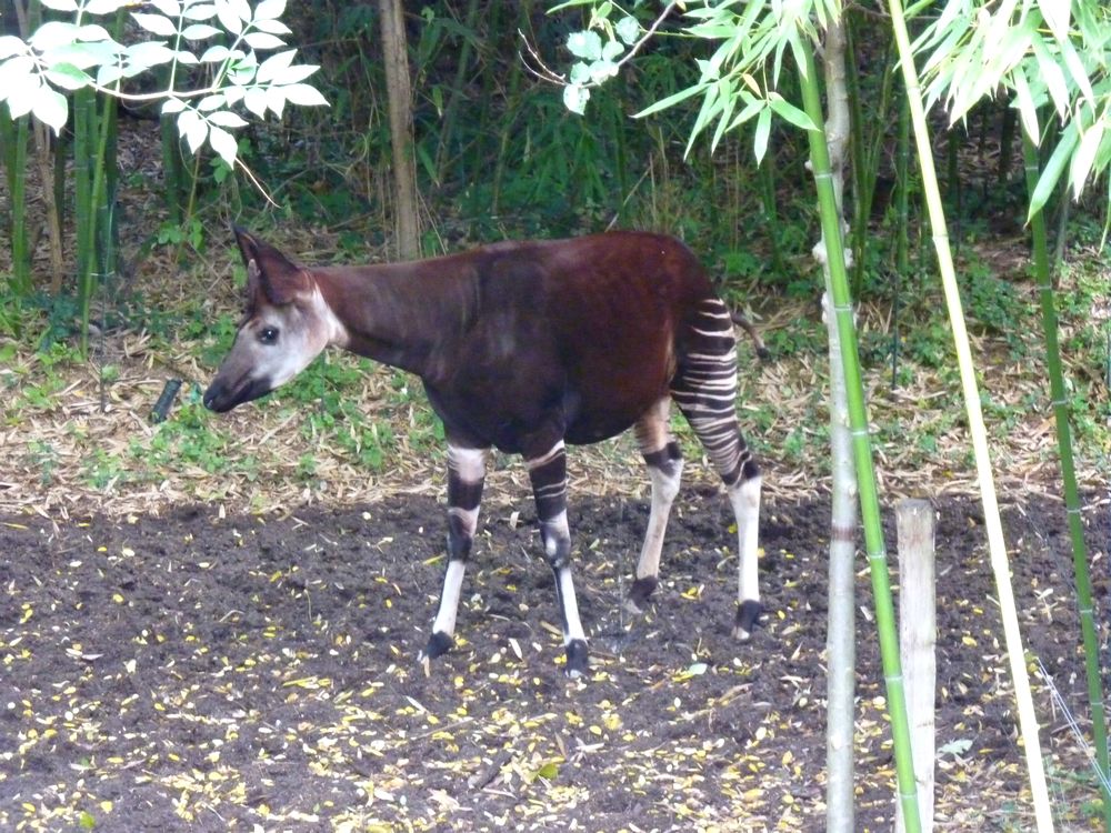 zoo Doué la Fontaine 0.JPG