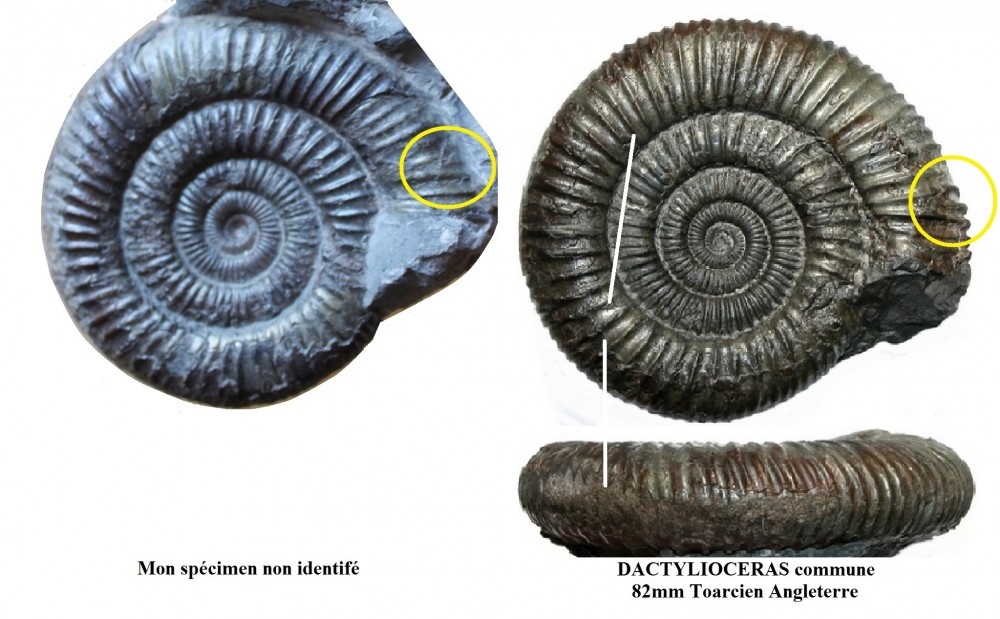 Dactylioceras (D.) commune (Sowerby 1815) 135 mm 2.jpg