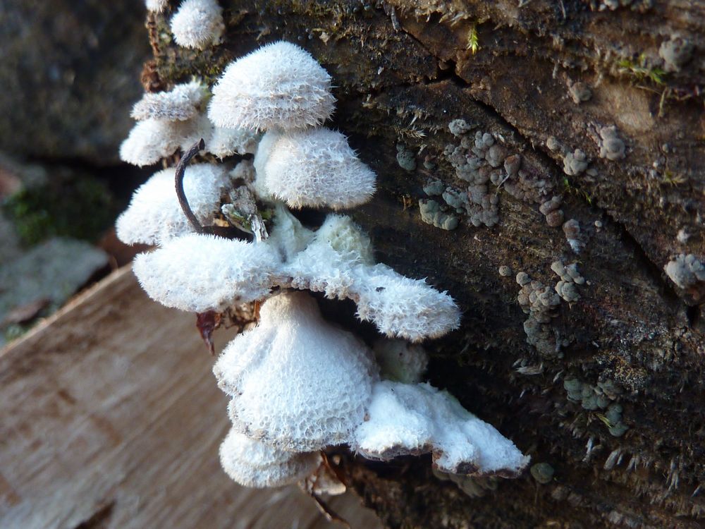 Schizophyllum commune 2.JPG