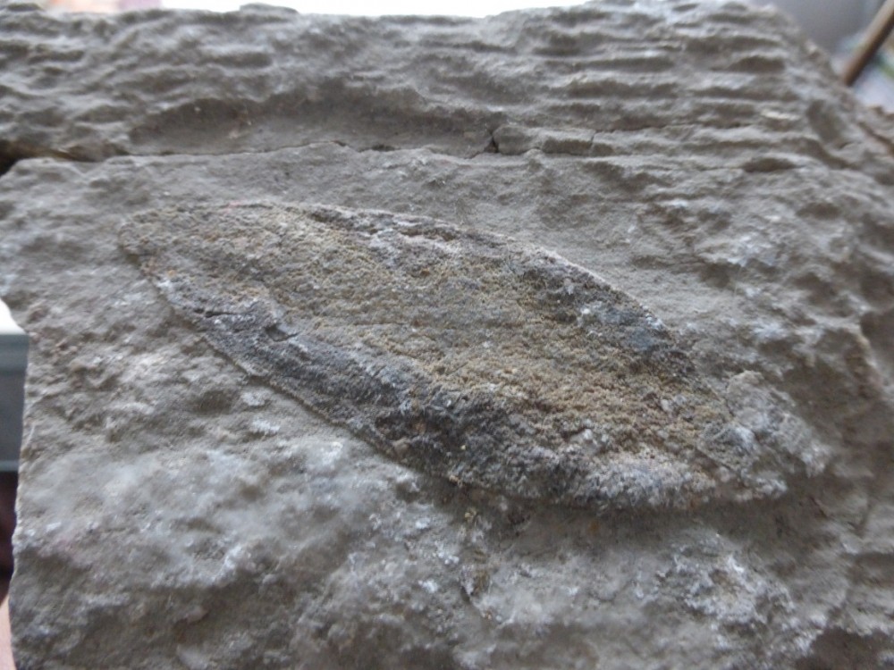 Feuille fossile (3).JPG