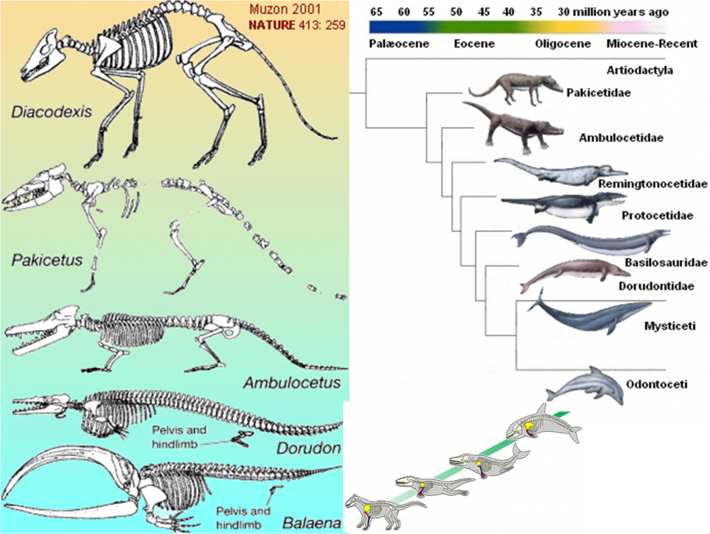 baleine ancetres.png