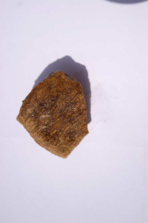 fossile bugarach corail ou eponge 004.JPG