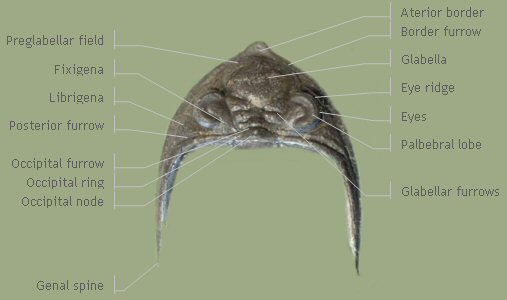 Cephalon_dorsal_e.jpg.36ae6be45c41bcac244e849f1d971522.jpg