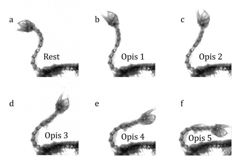 chicken-opisthotonic.jpg