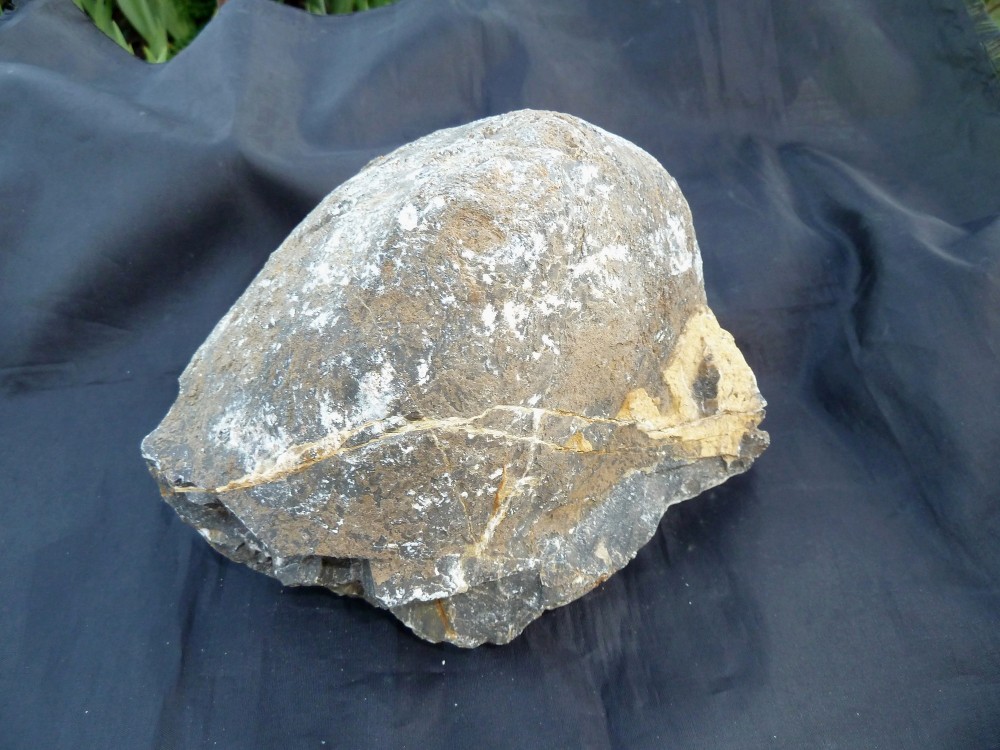 Fossile Chateaupanne 28-05-2017  (1).JPG
