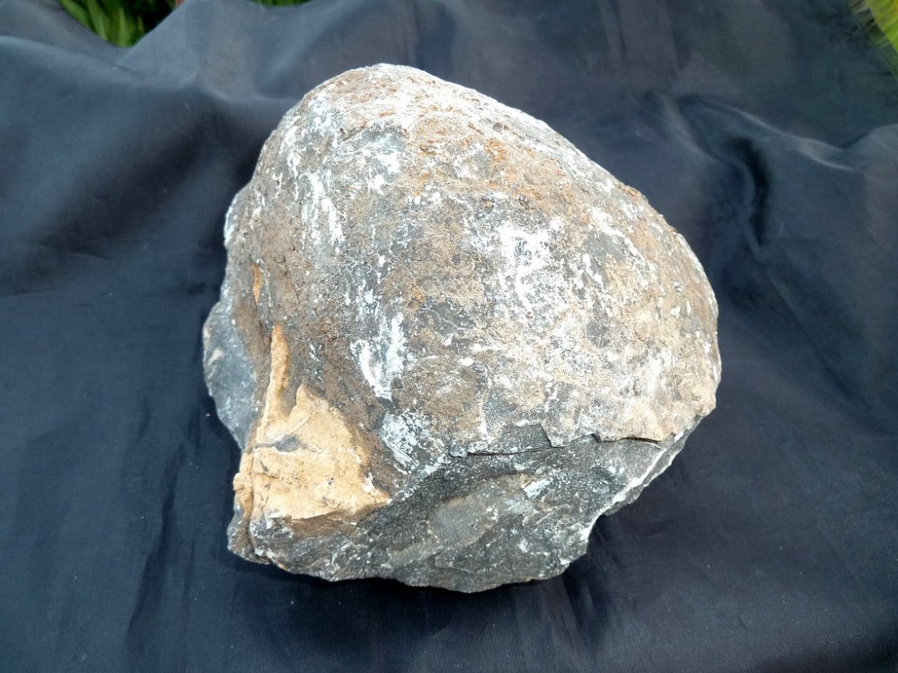 Fossile Chateaupanne 28-05-2017  (2).JPG