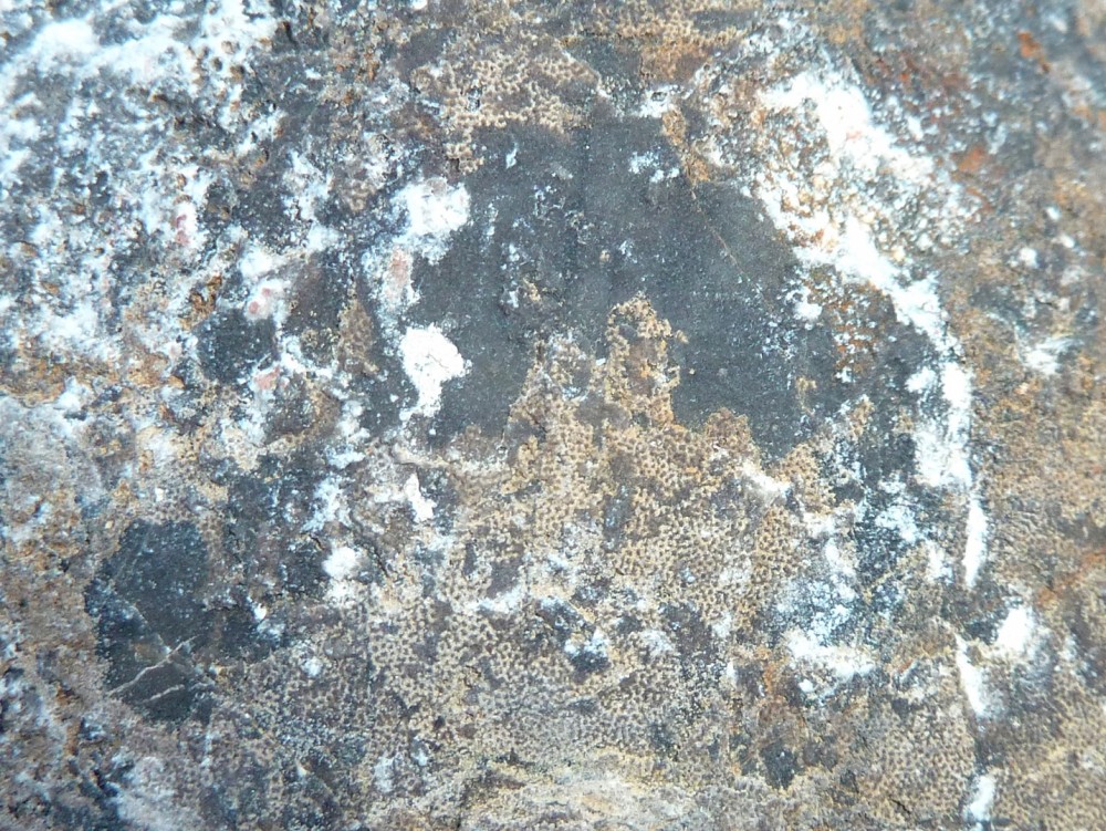 Détail surface Fossile  (8).JPG