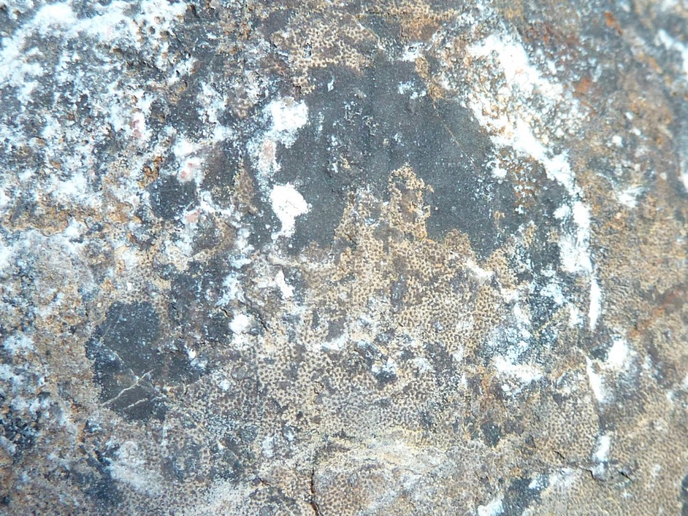 Détail surface Fossile  (9).JPG