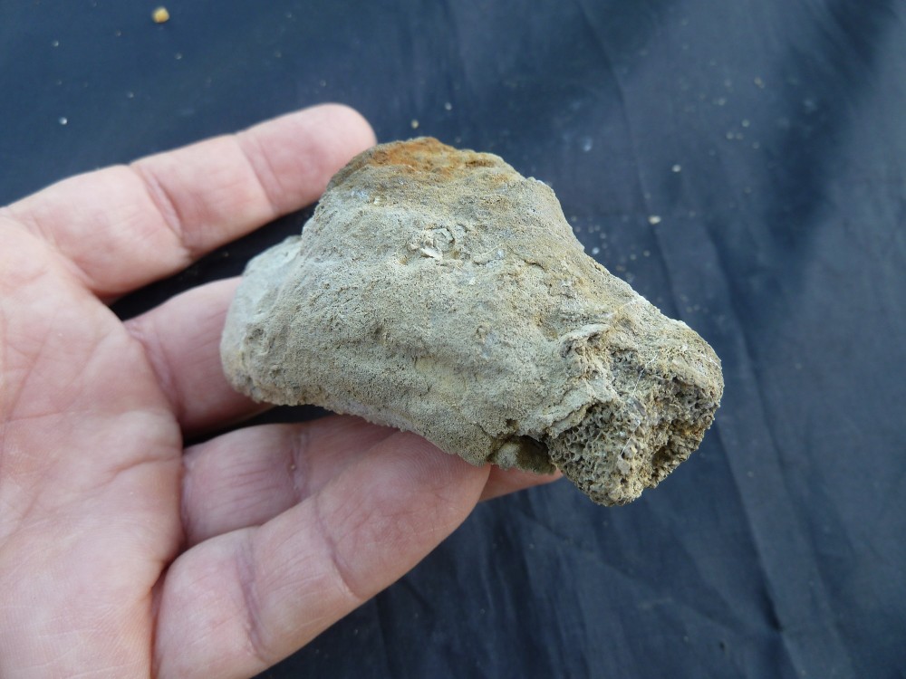 Fossiles de Chateaupanne 11-06-2017  (6).JPG