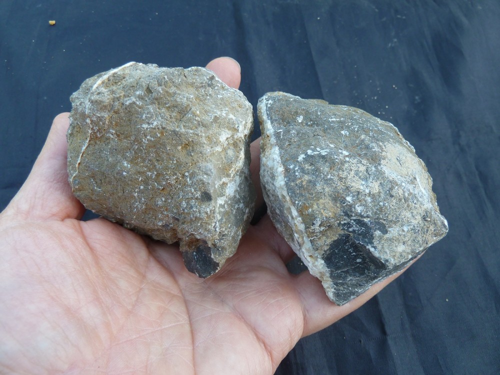 Fossiles de Chateaupanne 11-06-2017  (8).JPG