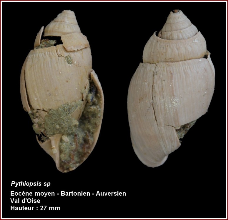 pl_pythiopsis_sp.jpg