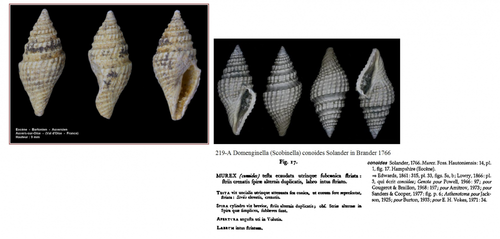 Domenginella conoides.png