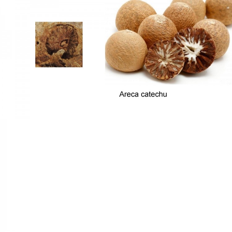 Areta catechu.jpg