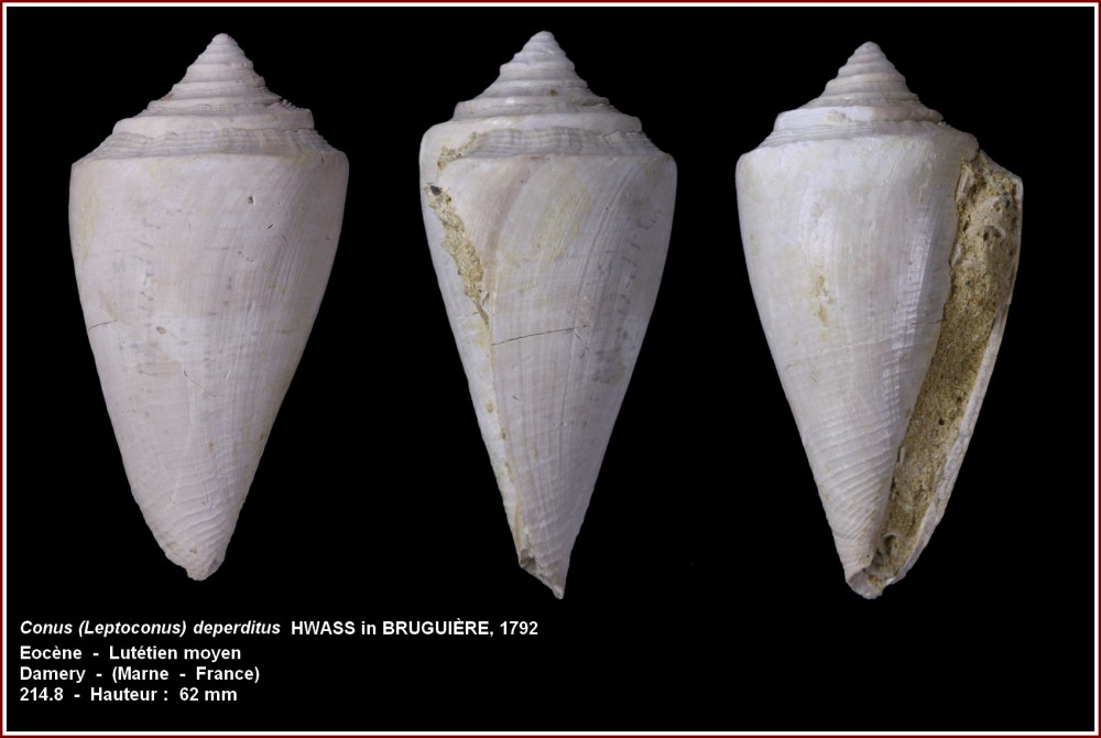 conus_deperditus.jpg