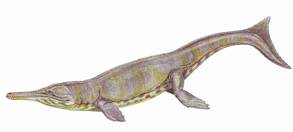 Metriorhynchus_superciliosum.jpg