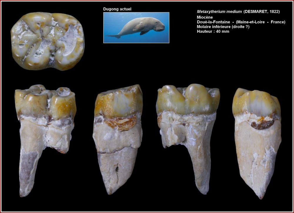 pl_molinf_metaxytherium3.jpg