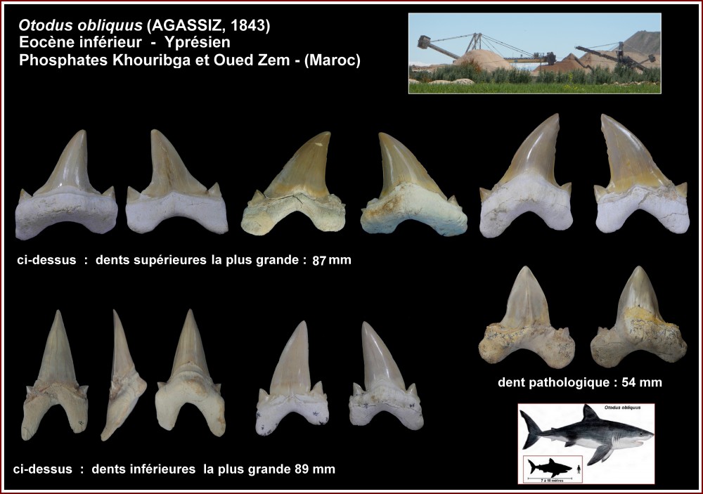 pl_grand_format_obliquus_maroc.jpg