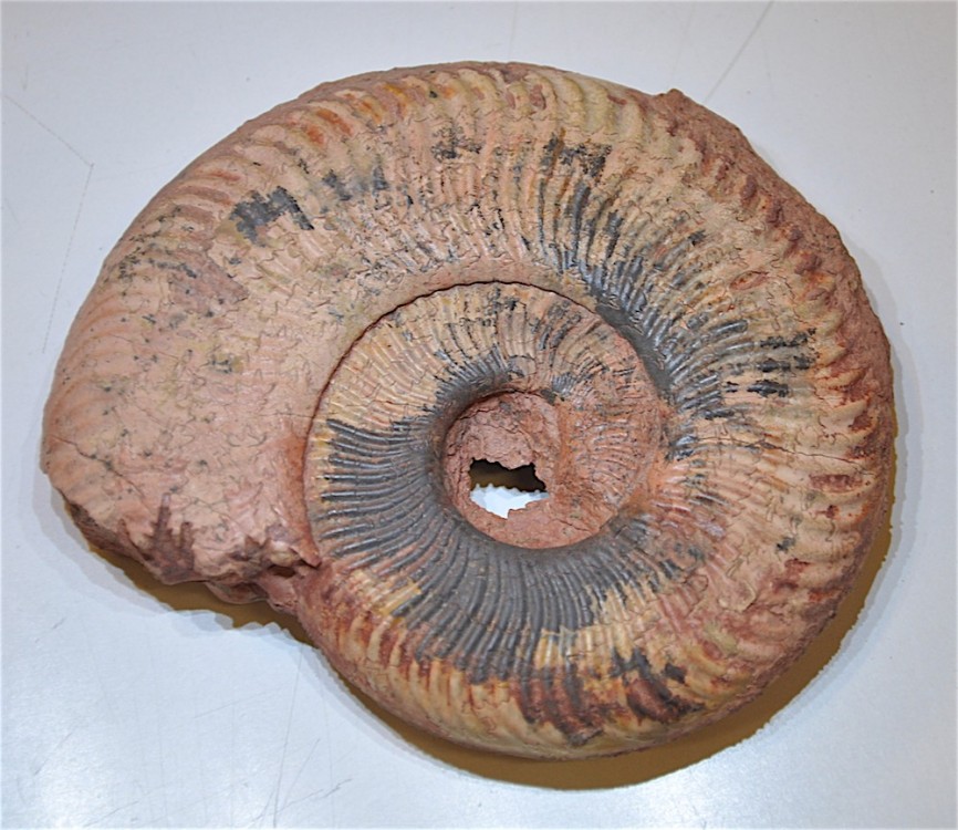 Ammonite 4 Toarcien Belmont.JPG