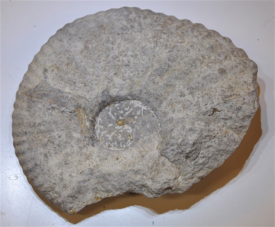 Ammonite de la Clape Aude.JPG