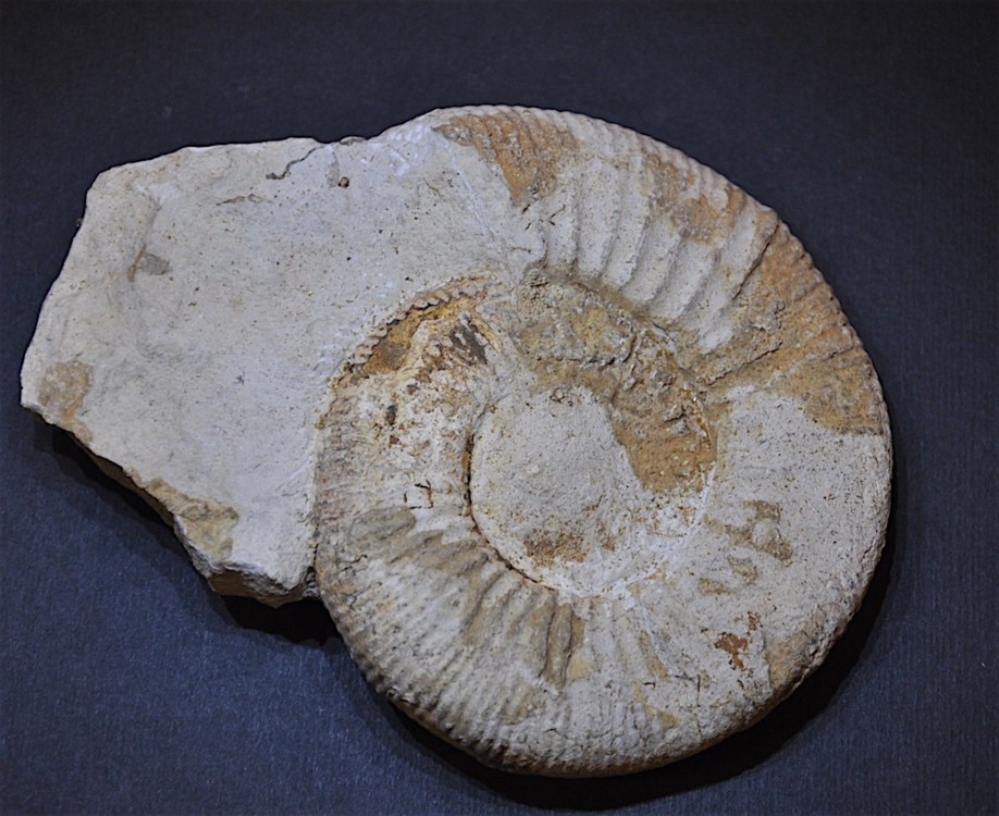 Ammonite Anceps de Niort.JPG