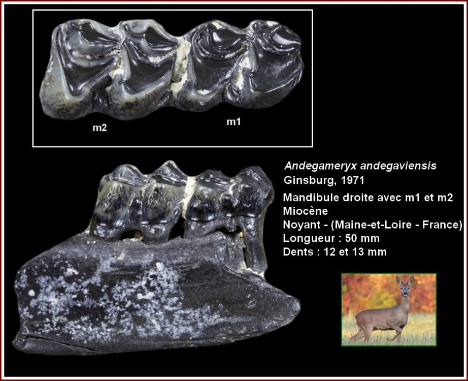 pl_mandibule_andegameryx.jpg