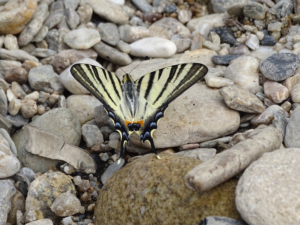 Iphiclides_podalirius.JPG