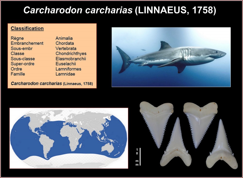 pl_carcharodon_carcharias_actuel.jpg