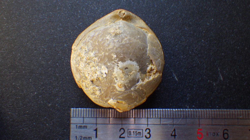 158397436_specimen3(2).thumb.JPG.33a0a8c48f20a5f3d9cd27aca1a15ff8.JPG