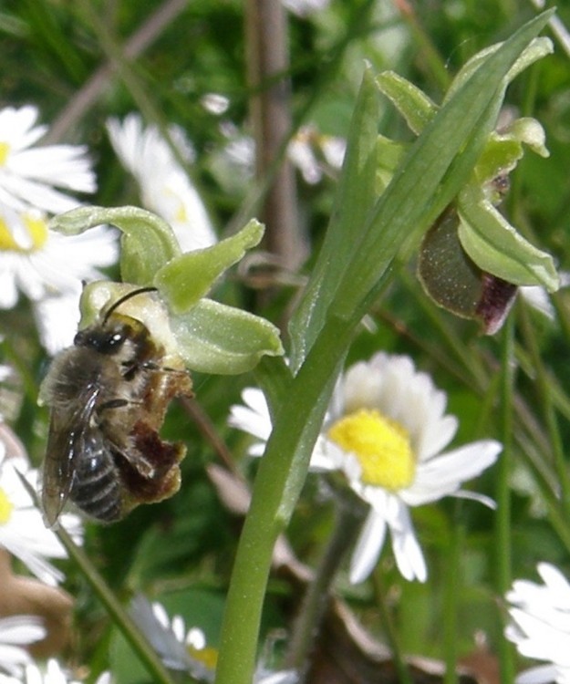 Ophrys aranifera et Hyménoptère 1.jpg