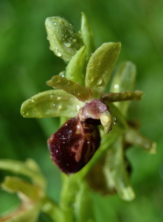 Ophrys marzuela 2a.jpg