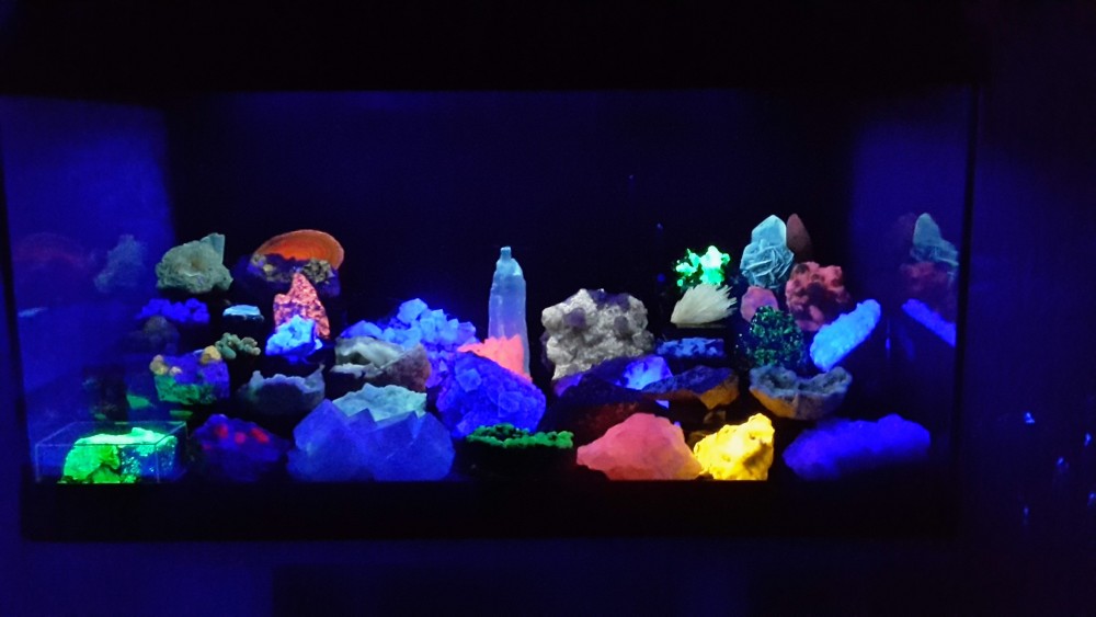 2017 Aquarium Fluo 4.jpg