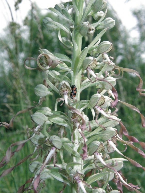 Himmantoglossum hircinum - copie.JPG