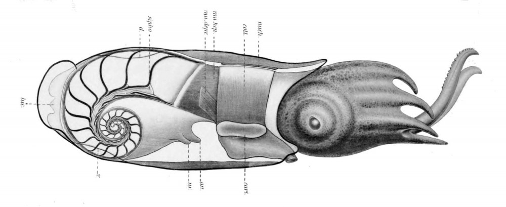 Spirula_spirula.jpg