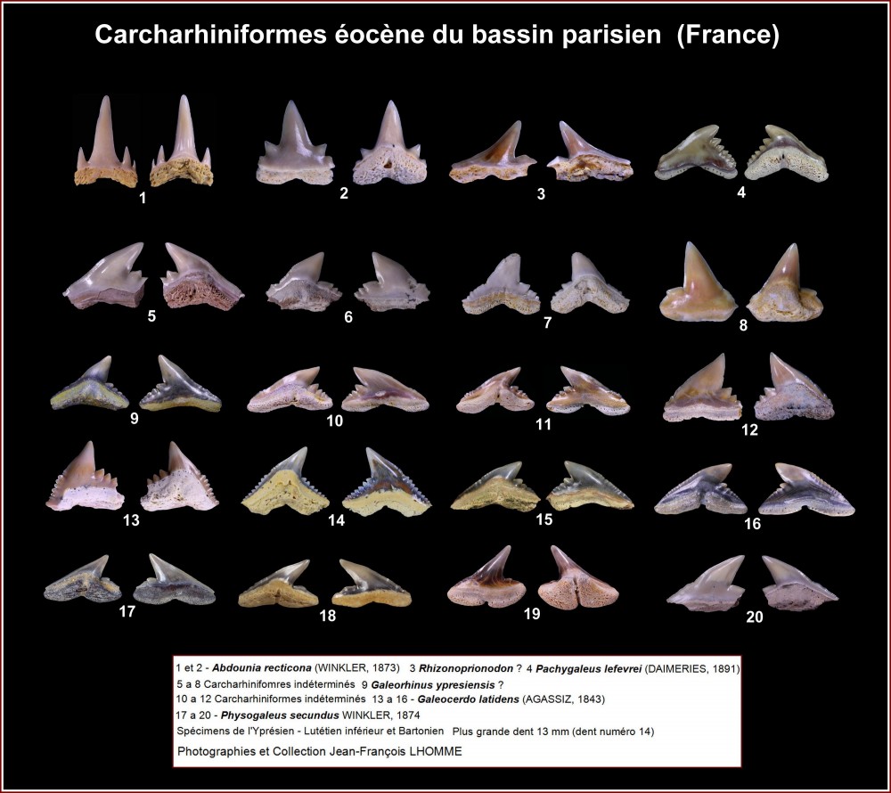 pl_carcharhiniformes_eocene_bp2.jpg