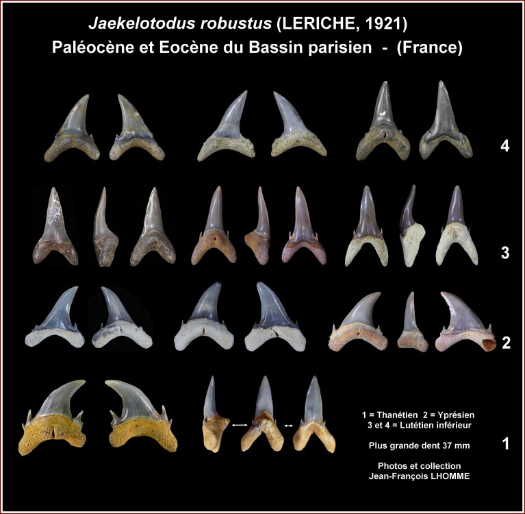 pl_robustus_paleocene.jpg