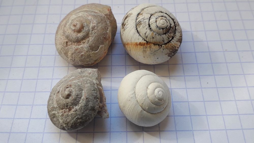 150564591_Gastropodes4.jpg.d182e0f60c47c4932dc2df91e5ee2731.jpg