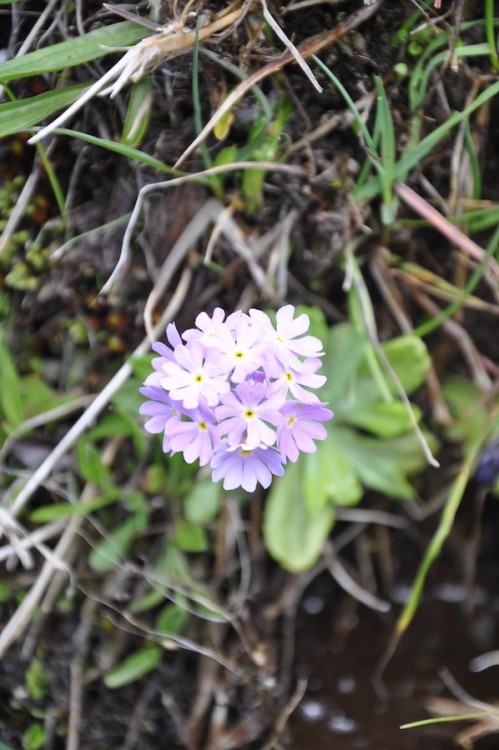 Primevère farineuse - Primula farinosa.JPG