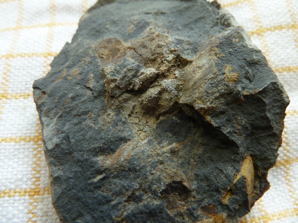 Fossile Nodule Ordovicien Angers  (10).JPG