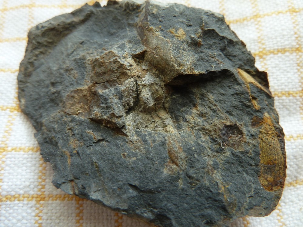 Fossile Nodule Ordovicien Angers  (11).JPG